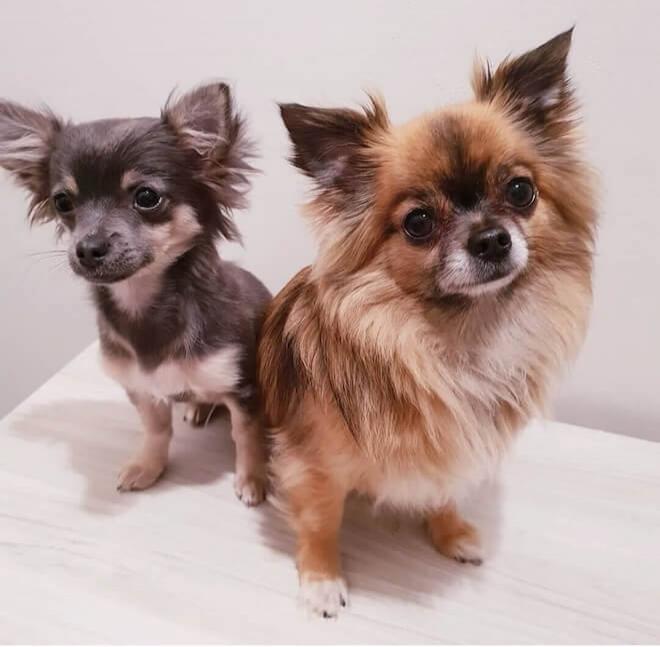 kareshas chihuahuas kareshas chihuahuas
